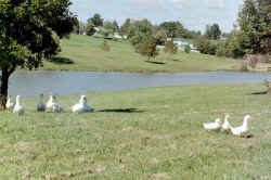 Resident Lake Ducks